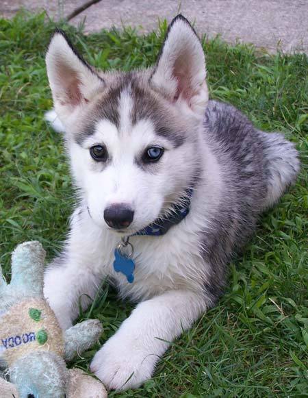jake_husky14_w450.jpg
