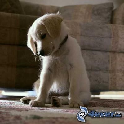 [obrazky.4ever.sk] pes 5909856.jpg