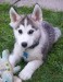 jake_husky14_w450.jpg