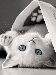 A1mCPSzG_zoxee.com.gif